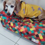 Imagem ilustrativa da empresa Betina Keidann - Clínica geral e Oncologia veterinária em Porto Alegre - RS