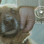Imagem ilustrativa da empresa Bicho Sadio Veterinária em Duque de Caxias - RJ