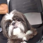 Imagem ilustrativa da empresa Bicho Solto Clínica Veterinária em Guarulhos - SP