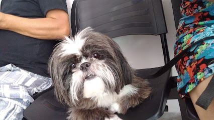 Bicho Solto Clínica Veterinária em Guarulhos - SP