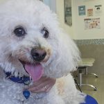 Imagem ilustrativa da empresa Bichos e Caprichos - Veterinário em São Bernardo do Campo - SP