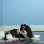 Imagem ilustrativa da empresa BobDog Veterinária em Nova Iguaçu - RJ