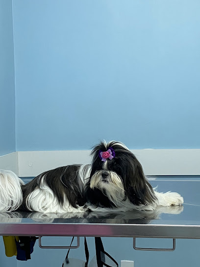 BobDog Veterinária em Nova Iguaçu - RJ