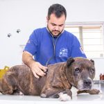 Imagem ilustrativa da empresa CÃES & GATOS Clínica Veterinária Sorocaba em Sorocaba - SP
