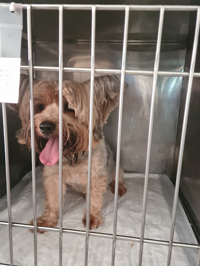 Caninos & Felinos 24h - Veterinário em Recife - PE