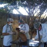 Imagem ilustrativa da empresa Cannys & Fellys Veterinária e Cursos em Goiânia - GO