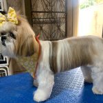 Imagem ilustrativa da empresa Cão e Companhia clínica veterinária em Campo Grande - MS