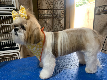 Cão e Companhia clínica veterinária em Campo Grande - MS