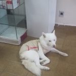 Imagem ilustrativa da empresa Cão e Gato Clínica Veterinária em Maceió - AL