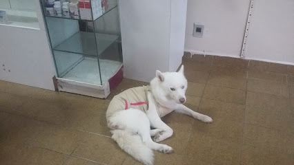 Cão e Gato Clínica Veterinária em Maceió - AL