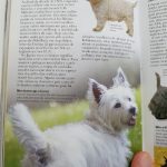 Imagem ilustrativa da empresa Cãopanheiro Clínica Veterinária em Sorocaba - SP