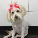 Imagem ilustrativa da empresa CASA VET Centro De Assistência à Saúde Animal - Veterinário em Salvador - BA