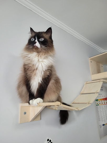 Cats Riboldi - Clínica Veterinária Especializada em Gatos em São Paulo - SP