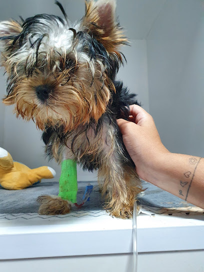 CENTRO DE ATENÇÃO A SAUDE ANIMAL - CASA - Veterinário em Fortaleza - CE