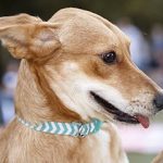 Imagem ilustrativa da empresa Centro Médico Veterinário Companhia Animal em Sorocaba - SP