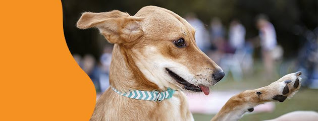 Imagem ilustrativa da empresa Centro Médico Veterinário Companhia Animal em Sorocaba - SP