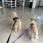Imagem ilustrativa da empresa Centro medico Veterinário de curitiba - CMV em Curitiba - PR