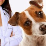 Imagem ilustrativa da empresa Centro Veterinário Pacaembu em São Paulo - SP