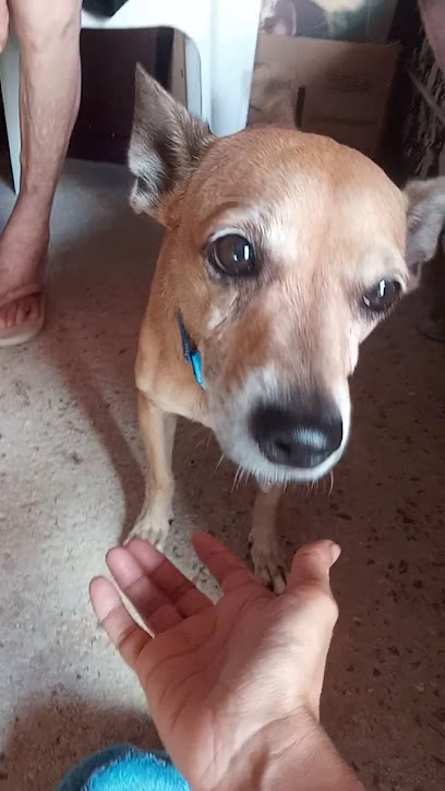 Centro Veterinário Popular Procampo Pet Care em Fortaleza - CE