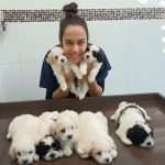 Imagem ilustrativa da empresa Centro Veterinário POPULAR Vila Teixeira em Campinas - SP