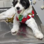 Imagem ilustrativa da empresa Centro Veterinário Saúde Animal em Guarulhos - SP