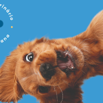 Imagem ilustrativa da empresa Centro Veterinário Vila Mariana em São Paulo - SP