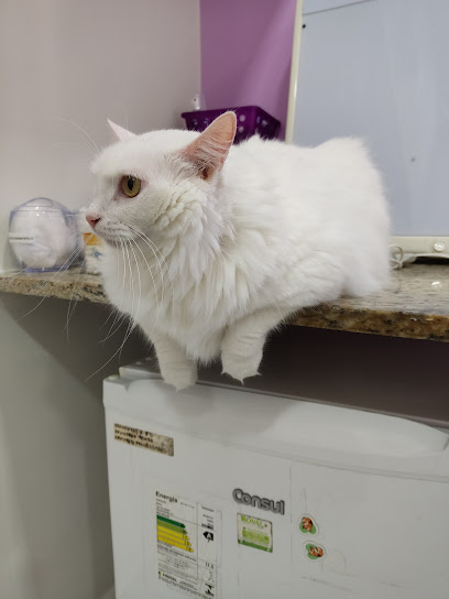 Chatterie - Clínica exclusiva para felinos - Veterinário em Recife - PE