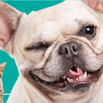 Imagem ilustrativa da empresa Cia dos Bichos Clínica Veterinária e PetShop em Campinas - SP