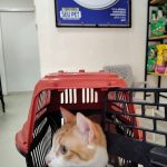 Imagem ilustrativa da empresa CLÍNICA DIVINO PET - Veterinário em Maceió - AL