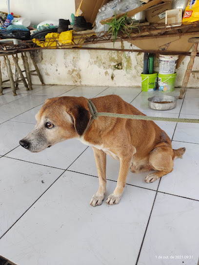 Clínica Medica e Cirurgica Veterinário JW em Belém - PA