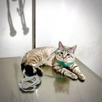 Imagem ilustrativa da empresa Clínica Veterinária 24 horas Barreiro - SÍNTESE em Belo Horizonte - MG