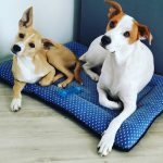 Imagem ilustrativa da empresa Clínica Veterinária 3 Filhotes em São Bernardo do Campo - SP