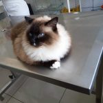 Imagem ilustrativa da empresa Clínica Veterinária Alexandra Pavanello em Campinas - SP