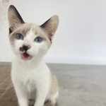 Imagem ilustrativa da empresa Clínica Veterinária Alquimia Mágica Pets em Osasco - SP