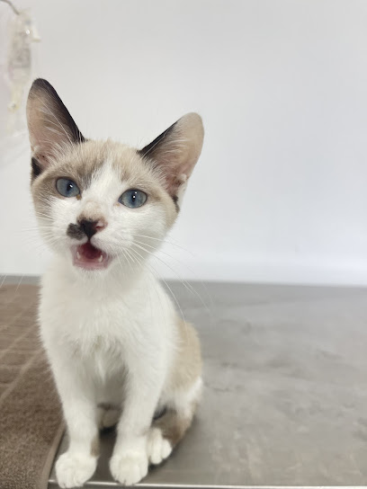 Clínica Veterinária Alquimia Mágica Pets em Osasco - SP