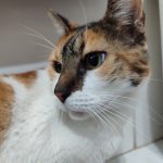 Imagem ilustrativa da empresa Clínica Veterinária AMA GATTO em Rio de Janeiro - RJ