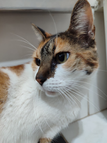 Clínica Veterinária AMA GATTO em Rio de Janeiro - RJ