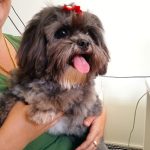 Imagem ilustrativa da empresa Clínica Veterinária Amor em Pet em Campo Grande - MS