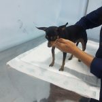 Imagem ilustrativa da empresa Clínica Veterinária Apaixonados Por Quatro Patas - Unidade Comendador Soares em Nova Iguaçu - RJ
