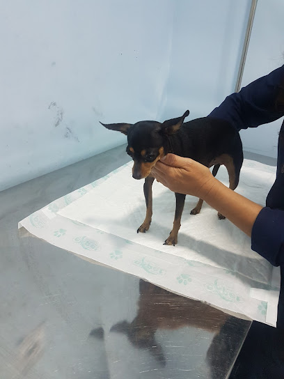 Clínica Veterinária Apaixonados Por Quatro Patas - Unidade Comendador Soares em Nova Iguaçu - RJ