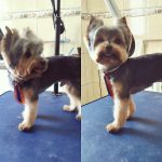 Imagem ilustrativa da empresa Clínica Veterinária & Banho e Tosa - Beleza Canina em Campinas - SP