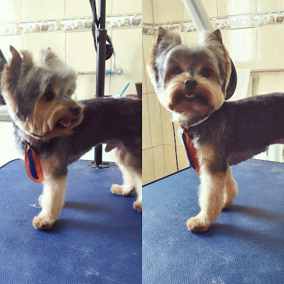 Clínica Veterinária & Banho e Tosa - Beleza Canina em Campinas - SP