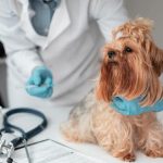 Imagem ilustrativa da empresa Clínica Veterinária Belo Horizonte (Prado) em Belo Horizonte - MG