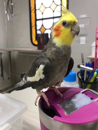 Clínica Veterinária Bicho do Mato (atendimento para animais silvestres) em Ribeirão Preto - SP