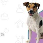 Imagem ilustrativa da empresa Clínica Veterinária Bigode de Bicho em Curitiba - PR