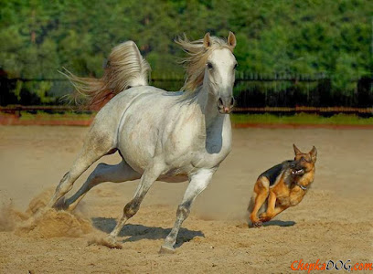 Clínica Veterinária Bueno em Sorocaba - SP