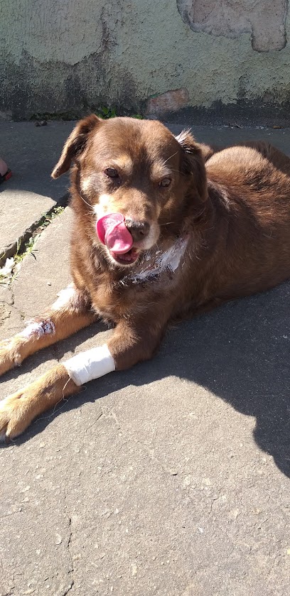 Clínica Veterinária Carmela em Guarulhos - SP