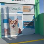 Imagem ilustrativa da empresa Clínica Veterinária CarvalhoVets em Campinas - SP
