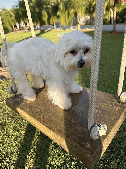 Clínica Veterinária CEDVET em Sorocaba - SP