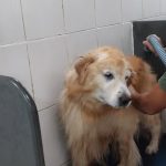 Imagem ilustrativa da empresa Clínica Veterinária Costa Carvalho em São Paulo - SP